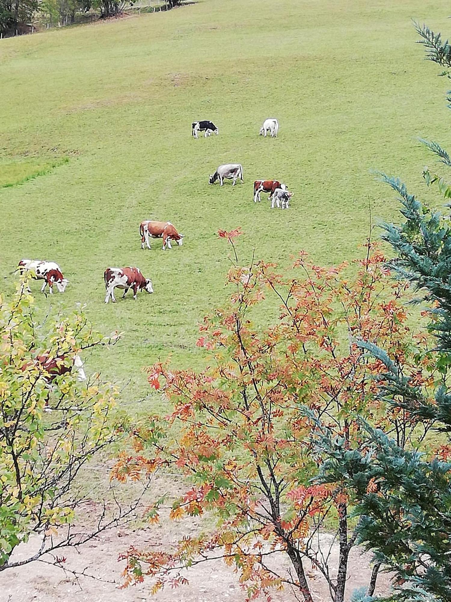 Bauernhof Bachgut Βίλα Mühlbach am Hochkönig Εξωτερικό φωτογραφία